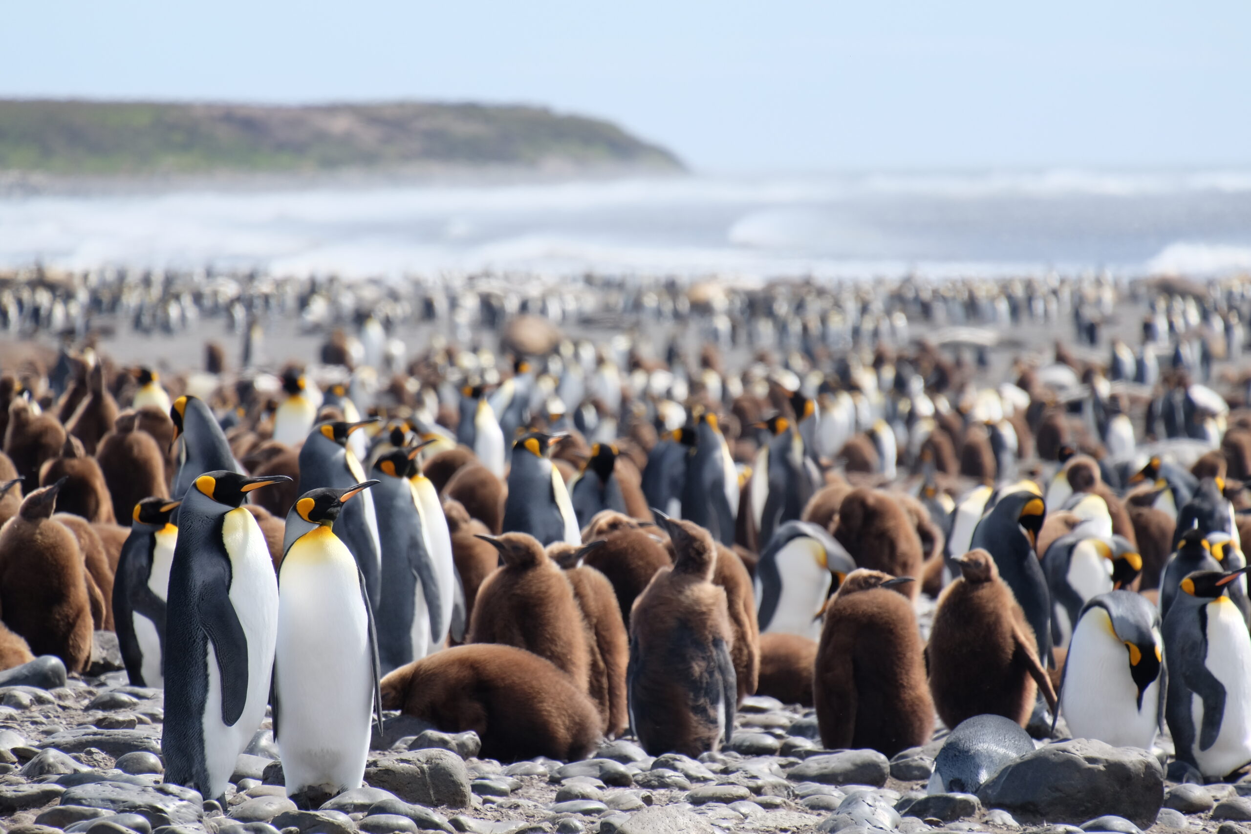 Kerguelen c’est terminé !